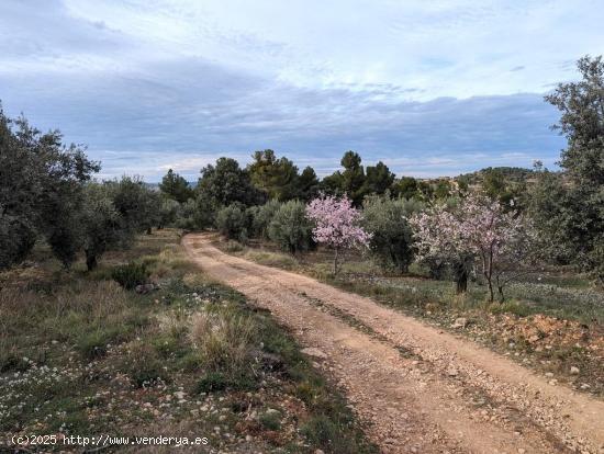 Finca de olivos centenarios en Valderrobres - TERUEL